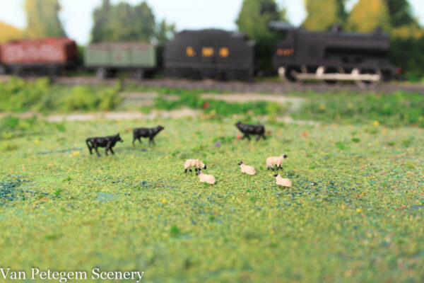 SUFFOLK SHEEP N X 10 - Image 2