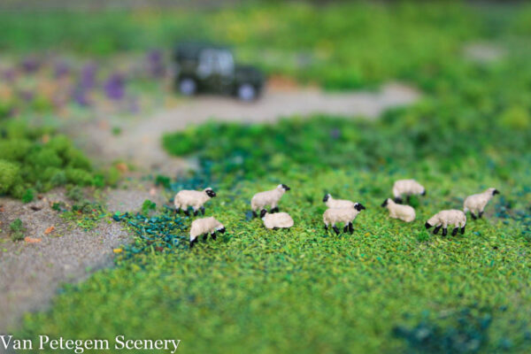 SUFFOLK SHEEP N X 10